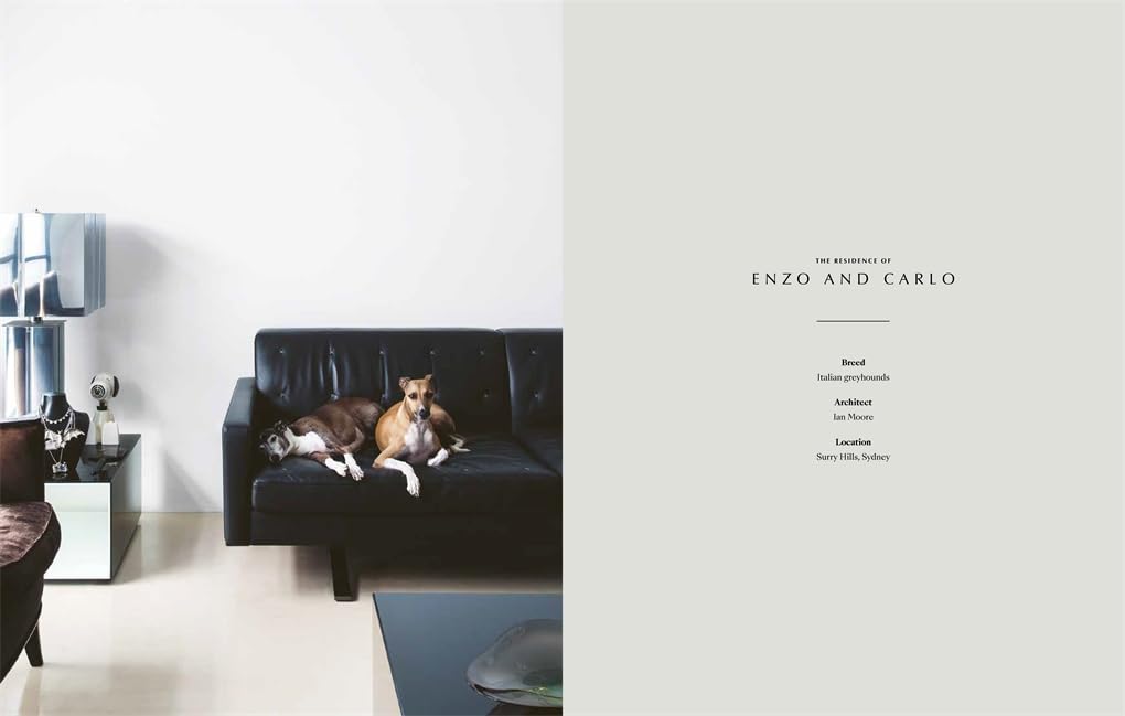 Bok - Resident Dog