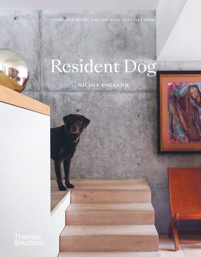 Bok - Resident Dog