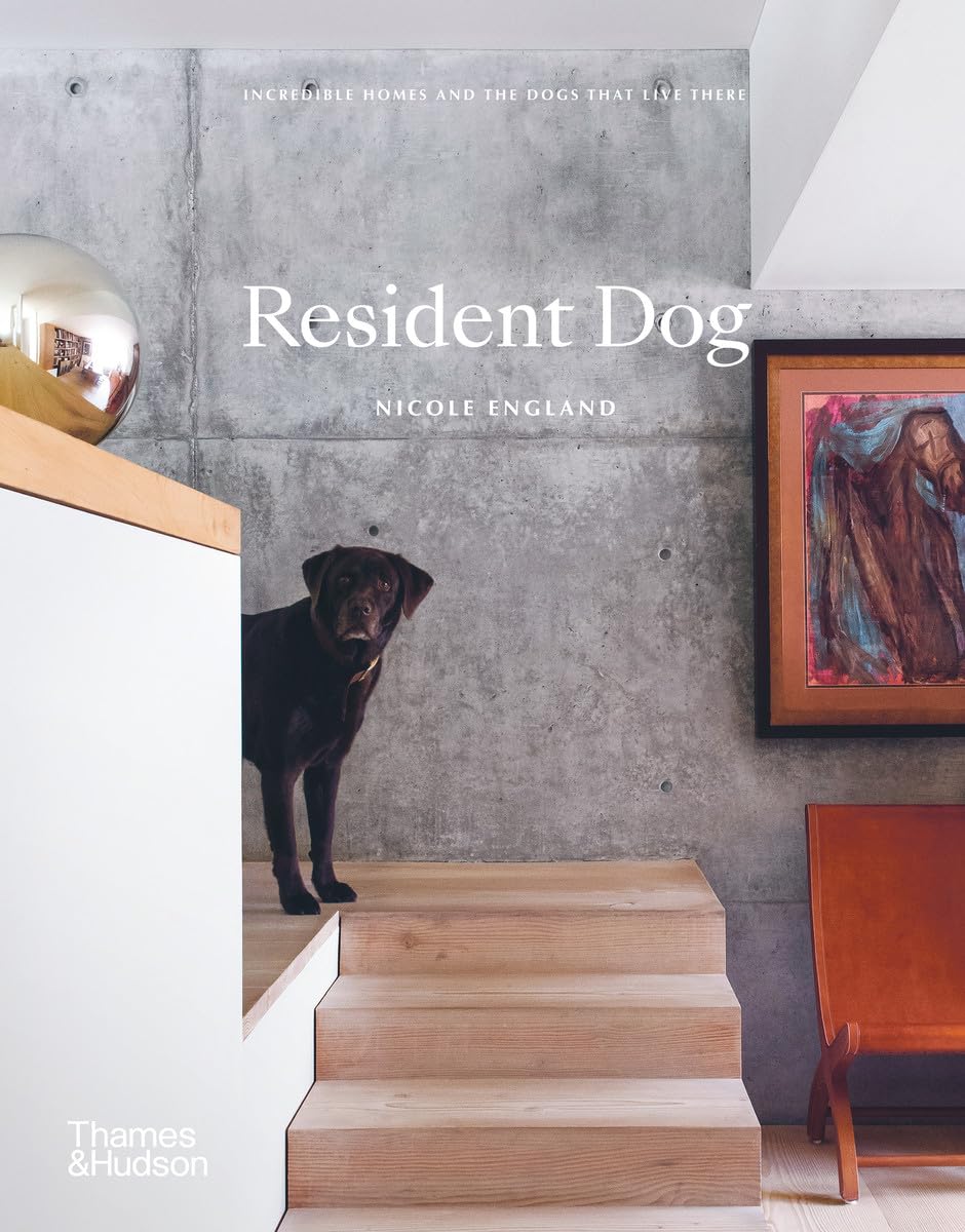 Bok - Resident Dog